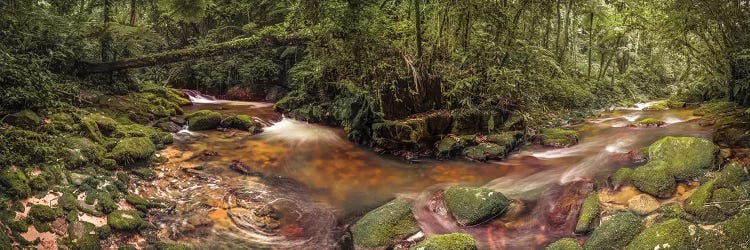 Inside Forest Pano - Sao Paulo, Brazil