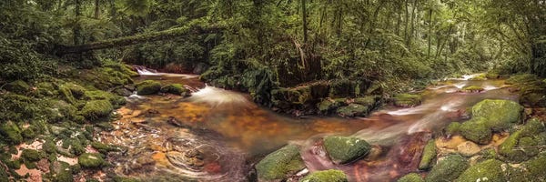 Brazil: Inside Forest Pano - Sao Paulo, Brazil by Glauco Meneghelli