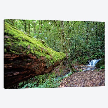 Into the Forest Canvas Print #GLM93} by Glauco Meneghelli Art Print
