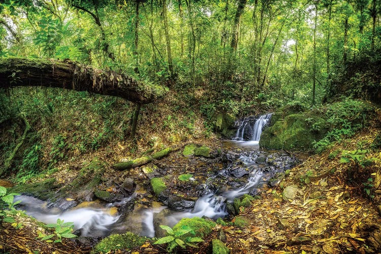 Jungle - Sao Paulo, Brazil