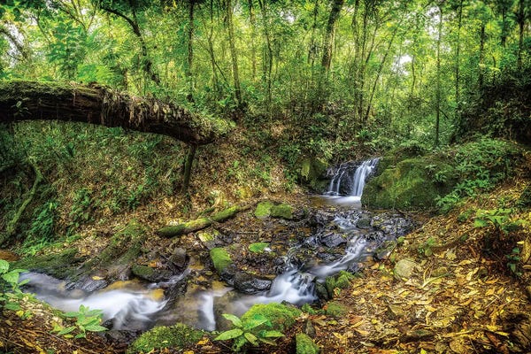 South America: Jungle - Sao Paulo, Brazil by Glauco Meneghelli
