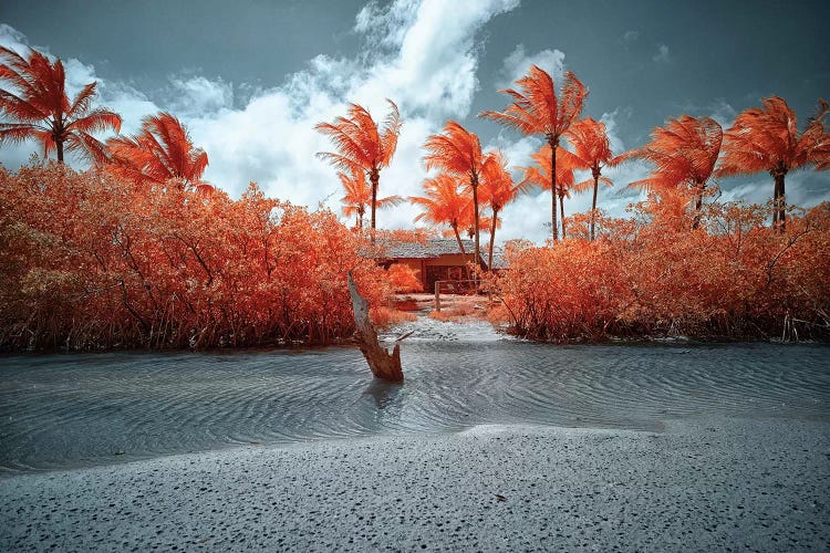 Lonely House - Bahia, Brazil by Glauco Meneghelli wall art
