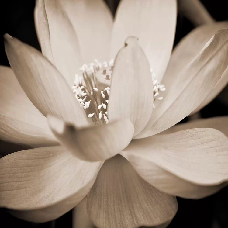 Sepia Lily II