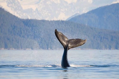 Humpback Whale Calf's Tail, Icy Strait, Alaska, USA by Gary Luhm framed canvas print