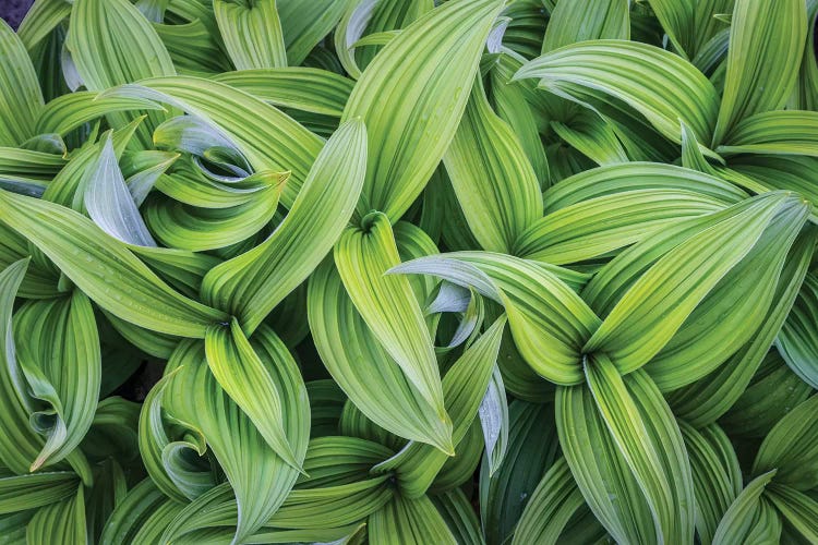 USA. Washington State. False Hellebore leaves in abstract patterns I