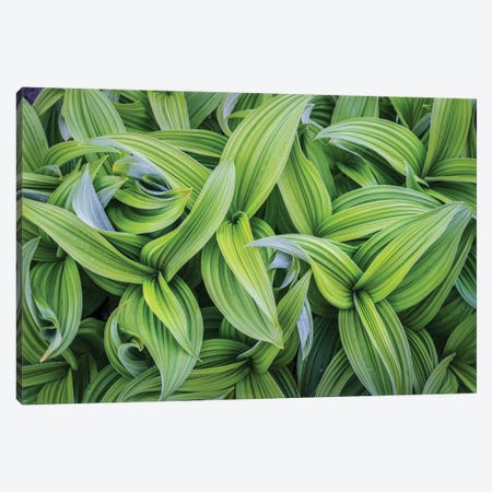 USA. Washington State. False Hellebore leaves in abstract patterns I Canvas Print #GLU11} by Gary Luhm Canvas Art Print