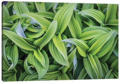 USA. Washington State. False Hellebore leaves in abstract patterns I Canvas Art Print
