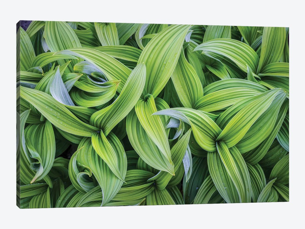 USA. Washington State. False Hellebore leaves in abstract patterns I by Gary Luhm 1-piece Art Print