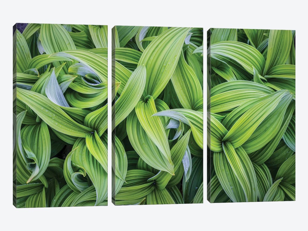 USA. Washington State. False Hellebore leaves in abstract patterns I by Gary Luhm 3-piece Art Print