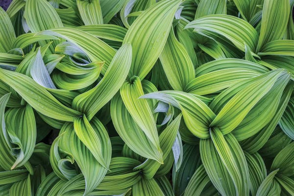 Gary Luhm: USA. Washington State. False Hellebore leaves in abstract patterns I by Gary Luhm