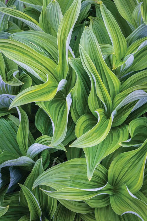 USA. Washington State. False Hellebore leaves in abstract patterns II