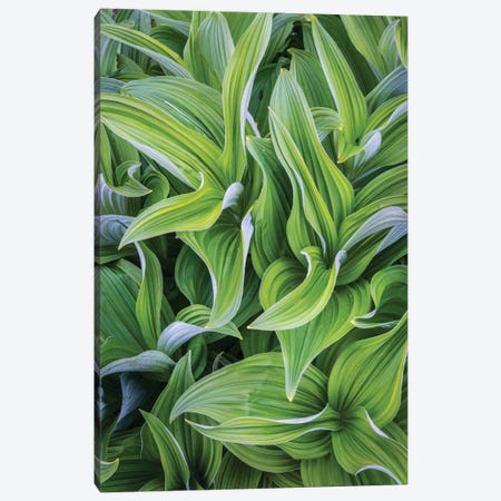 USA. Washington State. False Hellebore leaves in abstract patterns II Canvas Print #GLU12} by Gary Luhm Canvas Print