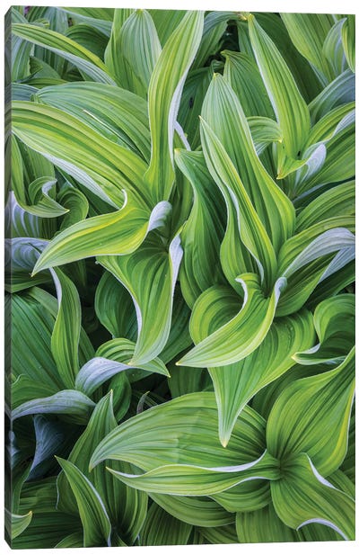 USA. Washington State. False Hellebore leaves in abstract patterns II Canvas Art Print