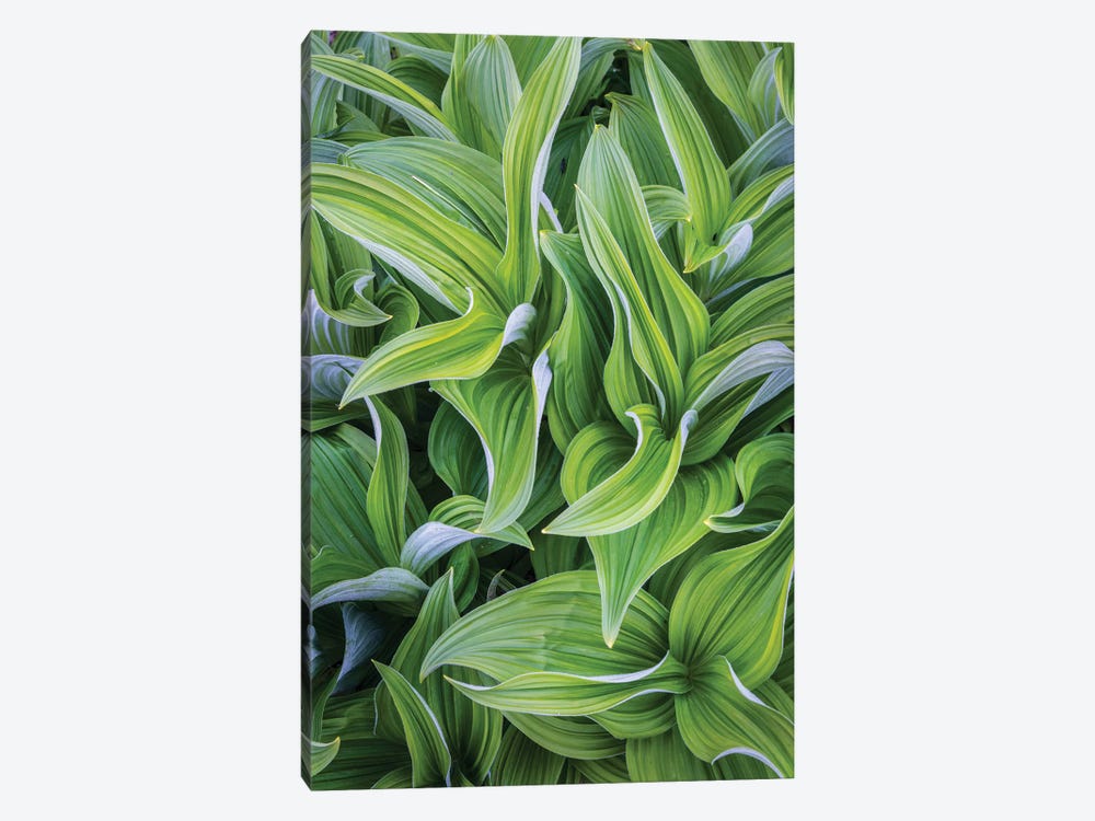 USA. Washington State. False Hellebore leaves in abstract patterns II by Gary Luhm 1-piece Canvas Wall Art