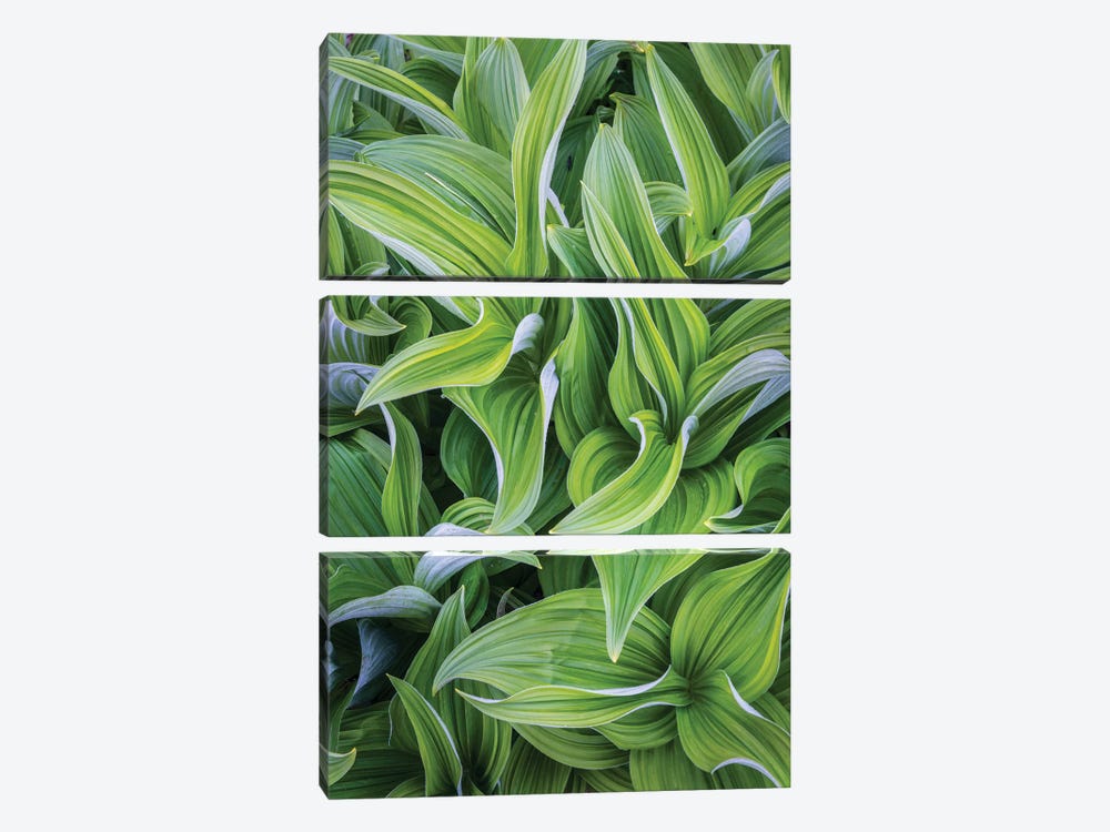 USA. Washington State. False Hellebore leaves in abstract patterns II by Gary Luhm 3-piece Canvas Artwork