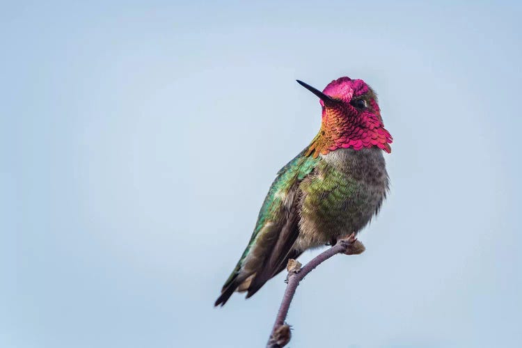 USA. Washington State. male Anna's Hummingbird flashes his iridescent gorget.