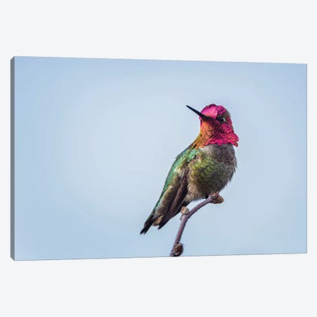 USA. Washington State. male Anna's Hummingbird flashes his iridescent gorget. Canvas Print #GLU13} by Gary Luhm Canvas Print