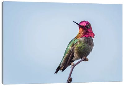 USA. Washington State. male Anna's Hummingbird flashes his iridescent gorget. Canvas Art Print