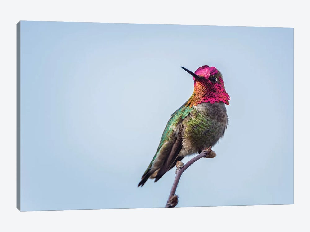 USA. Washington State. male Anna's Hummingbird flashes his iridescent gorget. by Gary Luhm 1-piece Canvas Print