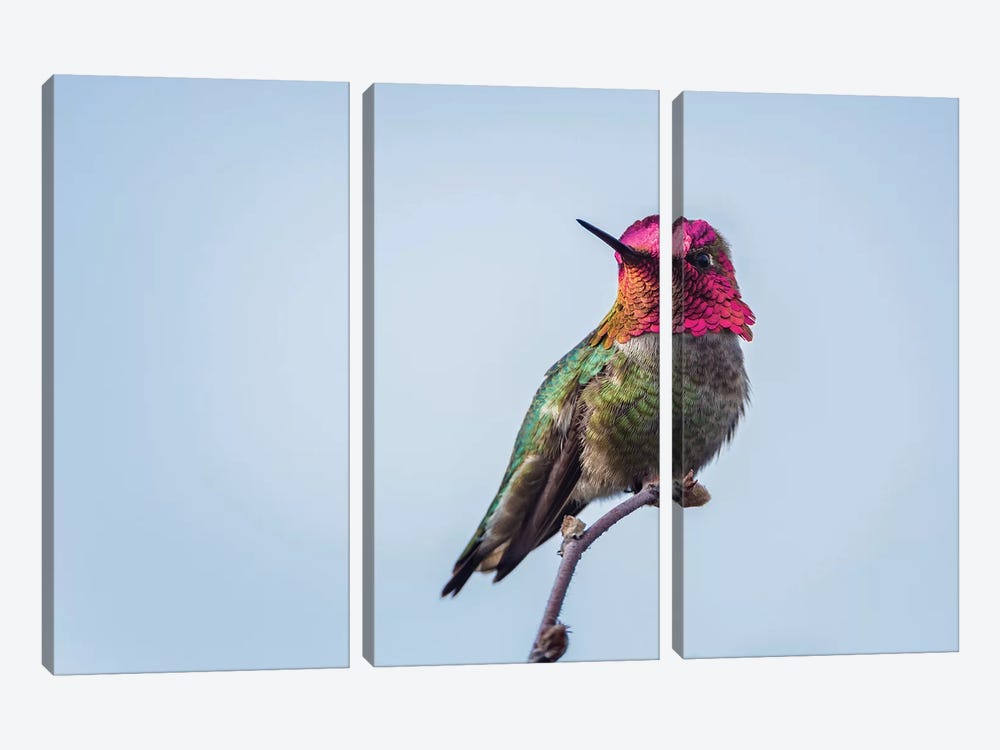 USA. Washington State. male Anna's Hummingbird flashes his iridescent gorget. by Gary Luhm 3-piece Canvas Art Print