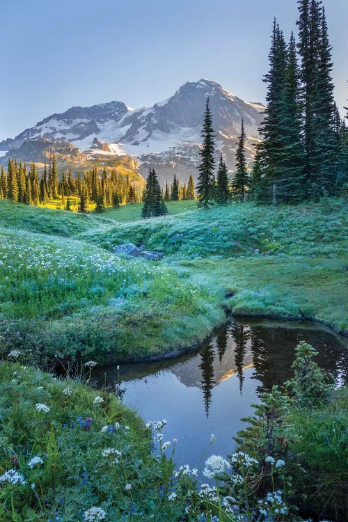 USA. Washington State. Mt. Rainier reflected in tarn amid wildflowers, Mt. Rainier National Park I