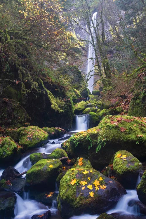 USA, Oregon. Autumn view of McCord Creek flowing below Elowah Falls in the Columbia River Gorge.