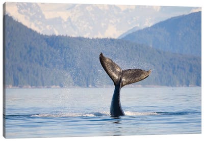 Humpback Whale Calf's Tail, Icy Strait, Alaska, USA Canvas Art Print - Humpback Whale Art