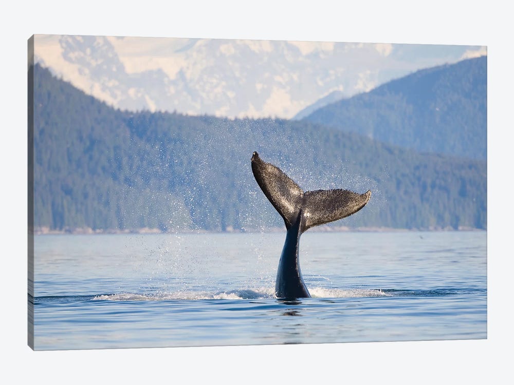 Humpback Whale Calf's Tail, Icy Strait, Alaska, USA by Gary Luhm 1-piece Canvas Art Print