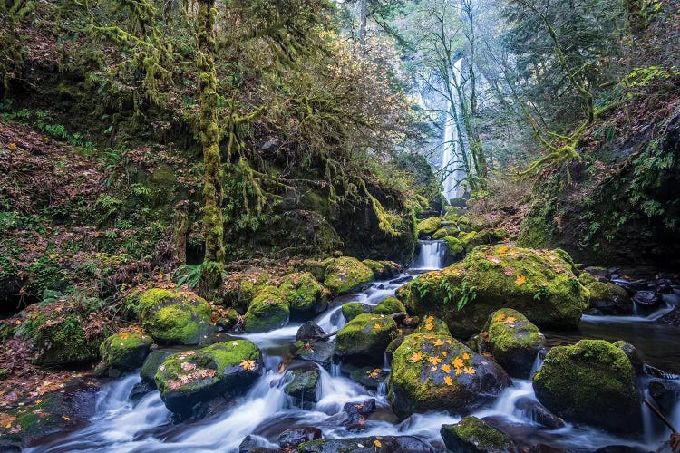 USA, Oregon. Autumn view of McCord Creek flowing below Elowah Falls in the Columbia River Gorge.