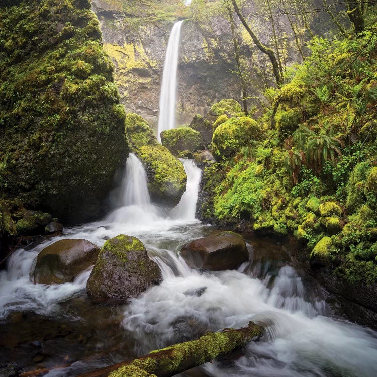 USA, Oregon. Spring view of McCord Creek flowing below Elowah Falls in the Columbia River Gorge.