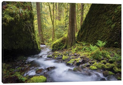 USA, Oregon. Spring view of Ruckle Creek in the Columbia River Gorge. Canvas Art Print