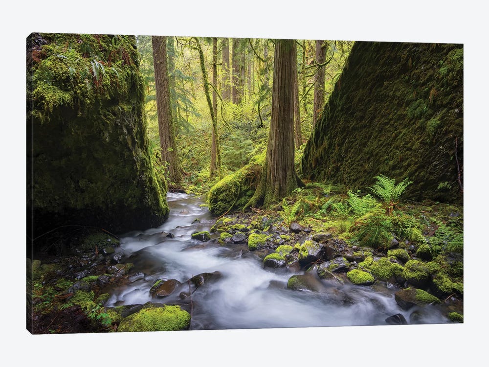 USA, Oregon. Spring view of Ruckle Creek in the Columbia River Gorge. by Gary Luhm 1-piece Canvas Print