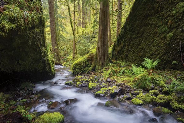 Gary Luhm: USA, Oregon. Spring view of Ruckle Creek in the Columbia River Gorge. by Gary Luhm