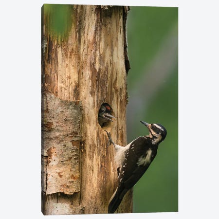 USA, WA. Female Hairy Woodpecker (Picoides villosus) at nest chick in western Washington. Canvas Print #GLU23} by Gary Luhm Canvas Art