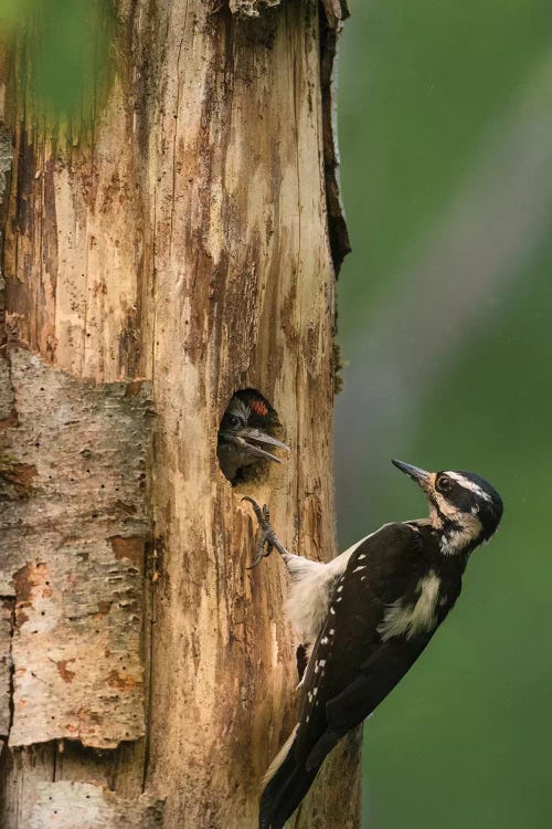 USA, WA. Female Hairy Woodpecker (Picoides villosus) at nest chick in western Washington.