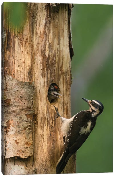 USA, WA. Female Hairy Woodpecker (Picoides villosus) at nest chick in western Washington. Canvas Art Print