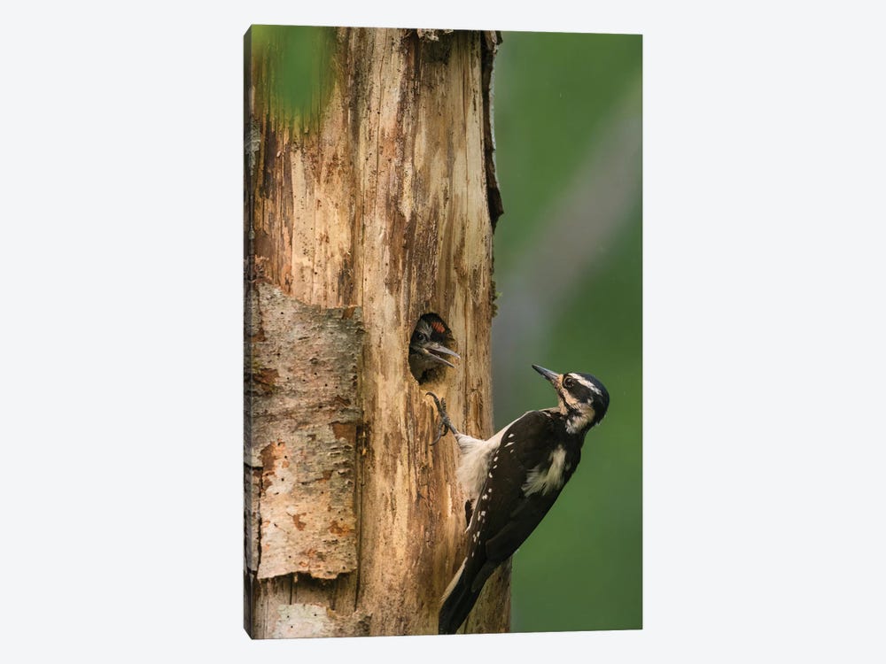 USA, WA. Female Hairy Woodpecker (Picoides villosus) at nest chick in western Washington. by Gary Luhm 1-piece Canvas Wall Art