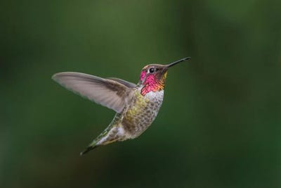 USA, WA. Male Anna's Hummingbird (Calypte anna) displays its gorget while hovering in flight. by Gary Luhm canvas print