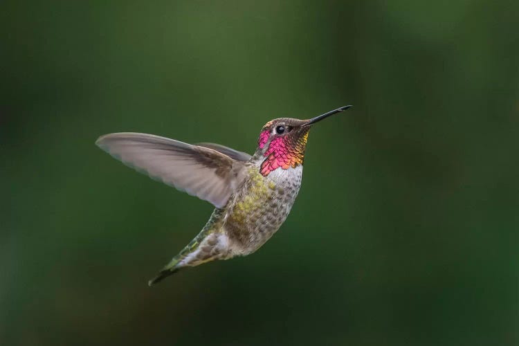 USA, WA. Male Anna's Hummingbird (Calypte anna) displays its gorget while hovering in flight.