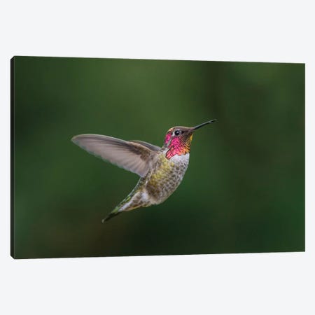 USA, WA. Male Anna's Hummingbird (Calypte anna) displays its gorget while hovering in flight. Canvas Print #GLU24} by Gary Luhm Art Print