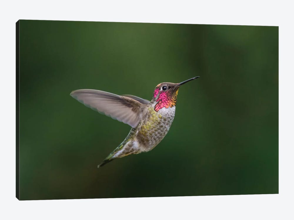 USA, WA. Male Anna's Hummingbird (Calypte anna) displays its gorget while hovering in flight. by Gary Luhm 1-piece Art Print