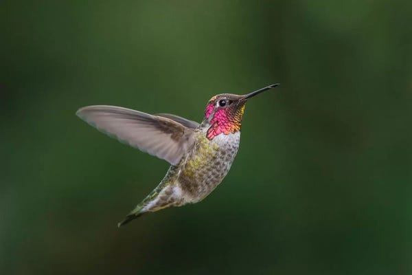 USA, WA. Male Anna's Hummingbird (Calypte anna) displays its gorget while hovering in flight.