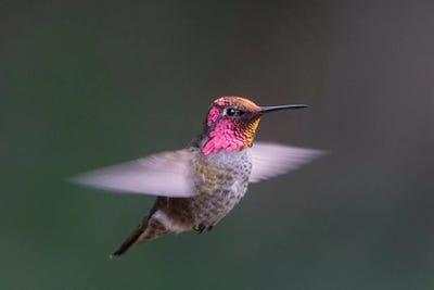 USA, WA. Male Anna's Hummingbird (Calypte anna) displays its gorget while hovering in flight. by Gary Luhm canvas print