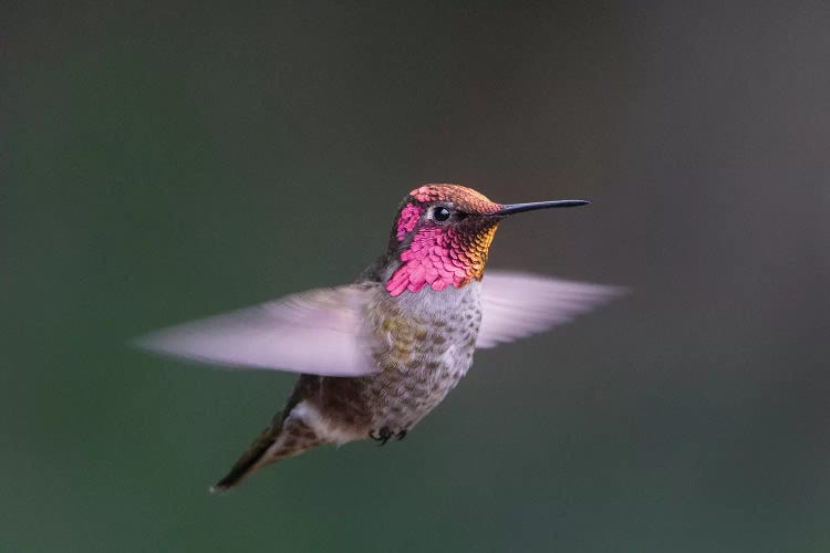 USA, WA. Male Anna's Hummingbird (Calypte anna) displays its gorget while hovering in flight.