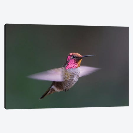 USA, WA. Male Anna's Hummingbird (Calypte anna) displays its gorget while hovering in flight. Canvas Print #GLU25} by Gary Luhm Canvas Art Print
