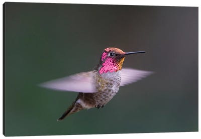 USA, WA. Male Anna's Hummingbird (Calypte anna) displays its gorget while hovering in flight. Canvas Art Print