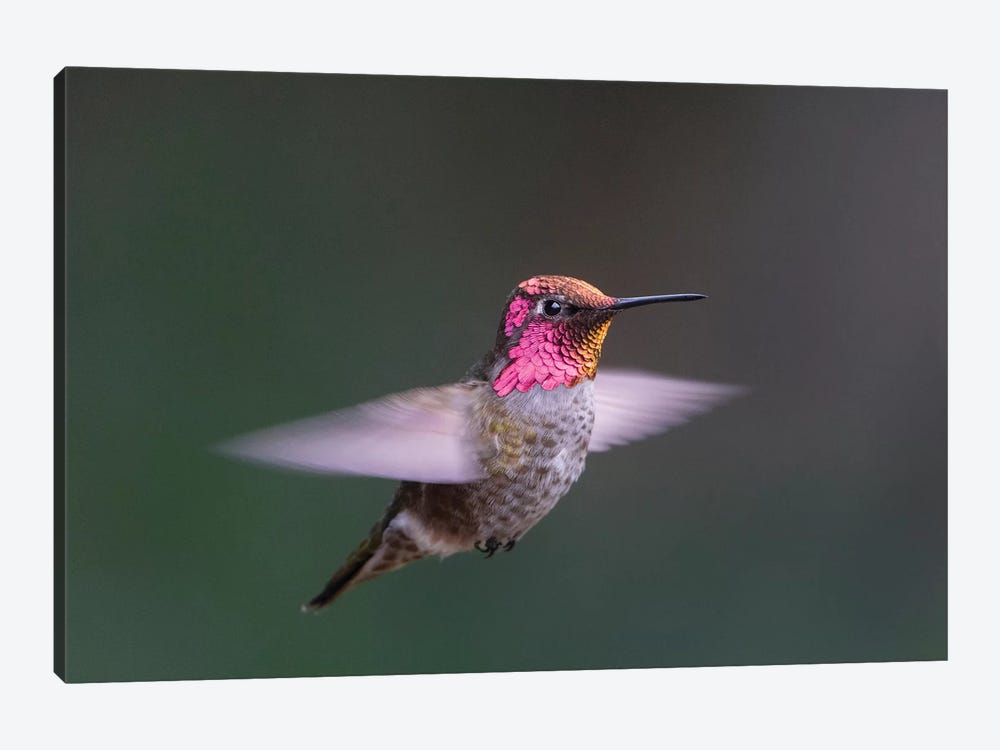 USA, WA. Male Anna's Hummingbird (Calypte anna) displays its gorget while hovering in flight. by Gary Luhm 1-piece Canvas Art