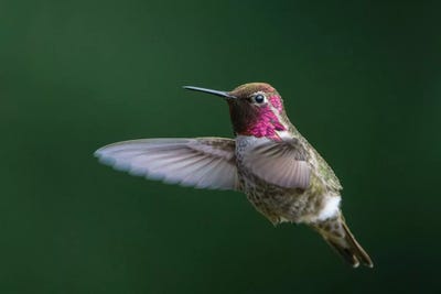 USA, WA. Male Anna's Hummingbird (Calypte anna) displays its gorget while hovering in flight. by Gary Luhm framed canvas print
