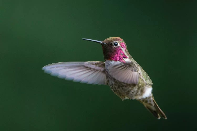 USA, WA. Male Anna's Hummingbird (Calypte anna) displays its gorget while hovering in flight.