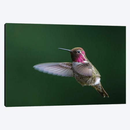 USA, WA. Male Anna's Hummingbird (Calypte anna) displays its gorget while hovering in flight. Canvas Print #GLU26} by Gary Luhm Art Print